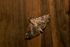 Dysallacta negatalis