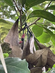 Dindymus sanguineus