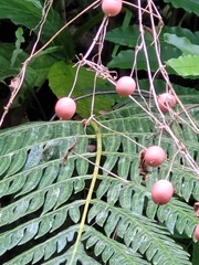 Causonis corniculata