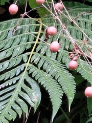 Causonis corniculata