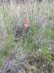 Sphaeralcea digitata