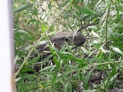 Varanus albigularis albigularis