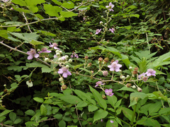 Rubus creticus