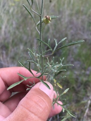 Sphaeralcea digitata