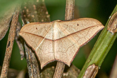 Timandra correspondens