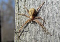 Philodromus aureolus