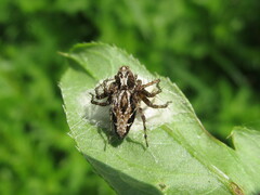 Oxyopes ramosus