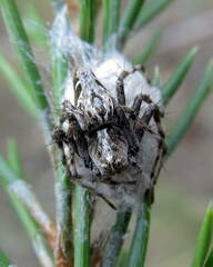 Oxyopes ramosus