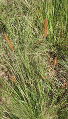 Setaria sphacelata