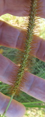Setaria sphacelata