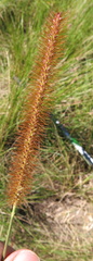 Setaria sphacelata