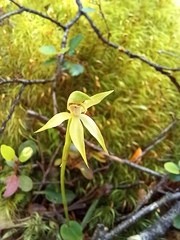 Adenochilus gracilis