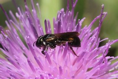 Ceratina cucurbitina