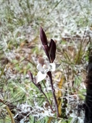 Thelymitra longifolia