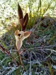 Thelymitra longifolia