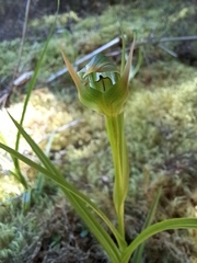Pterostylis montana