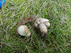 Hygrophorus occidentalis