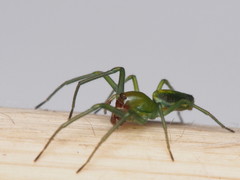 Viridictyna kikkawai