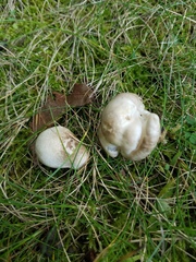 Hygrophorus occidentalis