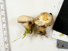 Hygrophorus occidentalis