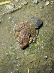 Rana draytonii