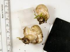Hygrophorus occidentalis