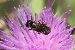 Ceratina cucurbitina