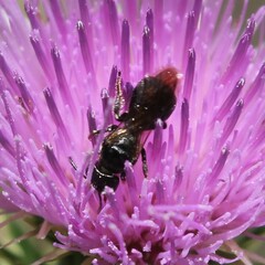 Ceratina cucurbitina
