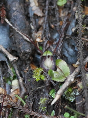 Corybas sanctigeorgianus