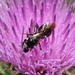 Ceratina cucurbitina