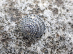 Diloma bicanaliculatum