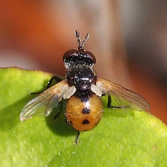 Gymnosoma rotundatum