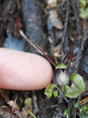 Corybas sanctigeorgianus