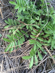 Potentilla crinita
