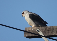 Elanus caeruleus caeruleus