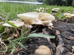 Lentinus tigrinus