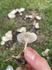 Lentinus tigrinus
