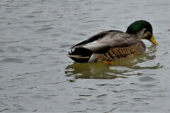 Anas rubripes × platyrhynchos