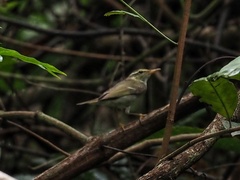 Phylloscopus borealis