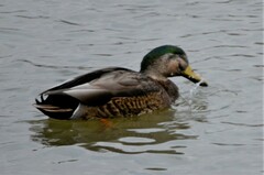 Anas rubripes × platyrhynchos