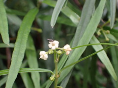 Parsonsia capsularis