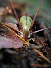 Corybas sanctigeorgianus