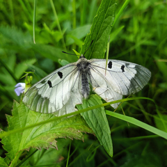 Parnassius mnemosyne