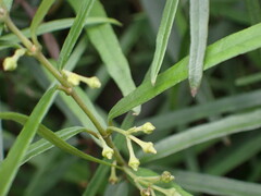Parsonsia capsularis