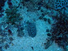 Phyllidiella