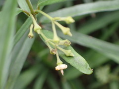Parsonsia capsularis