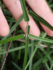 Parsonsia capsularis