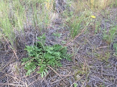 Potentilla crinita