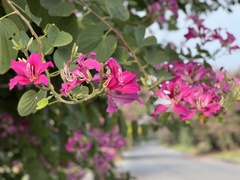 Bauhinia × blakeana