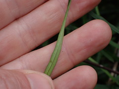 Parsonsia capsularis